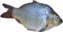 fish png