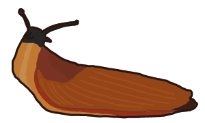 slug drawing